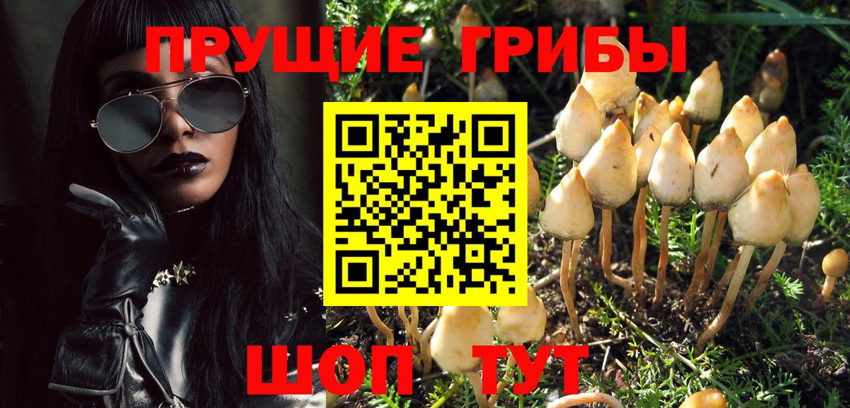 Дербент  Псилоцибиновые грибы Psilocybine cubensis  Вход с VPN 